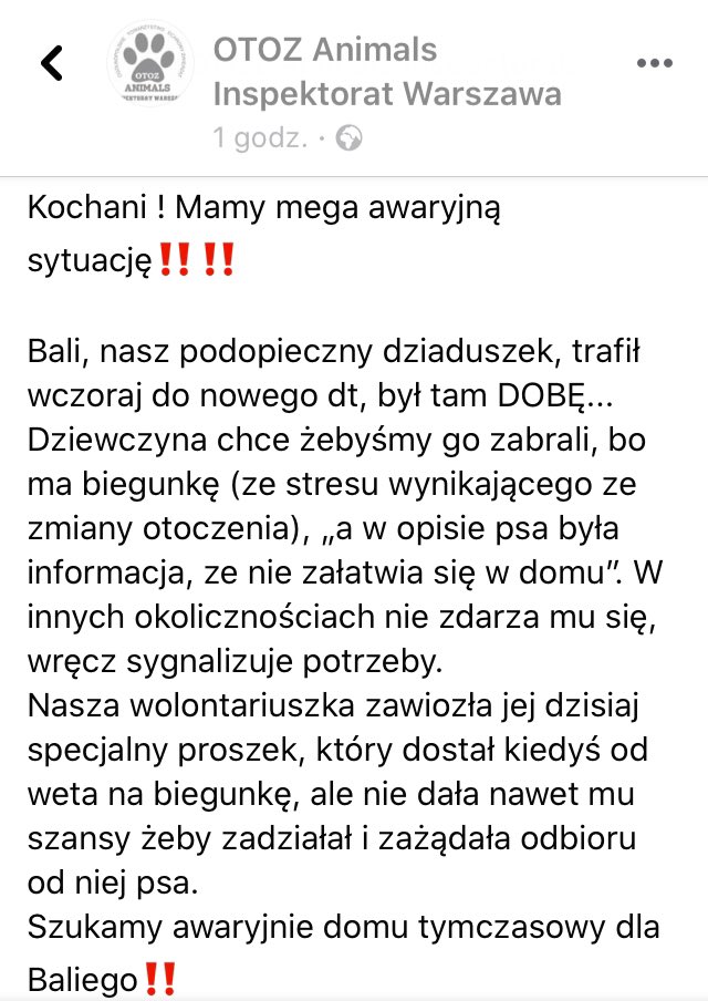 ghostnly's tweet photo. Misie, takie słoneczko szuka awaryjnego domu tymczasowego. Jedyna wytyczna to brak innych psów i kotów w domu.
Pomóżcie temu dziadziusiowi ☹️
#rt #tweetme https://t.co/getDrnJyR7