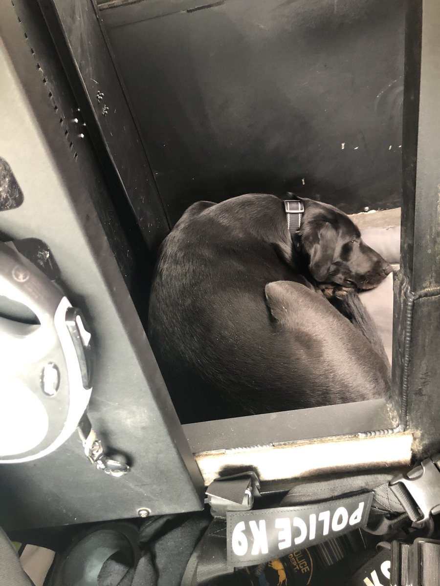 dominic_k9's tweet photo. Nap time π΄ in the back of the truck... πΎ
#naptime
#sleepwhileican
#dogslife https://t.co/Jkkcuaaw0v
