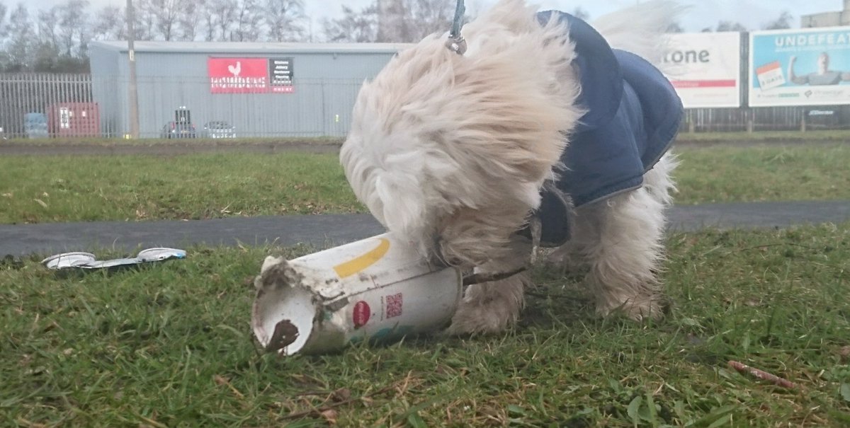 SteveMulville's tweet image. Litter comes in many forms.. Todays "Trophy" for our Ted was a Mcflurry.. 
Shocking how much fast food litter is about considering we are in a #StayatHomeAndStaySafe 😷
#litter 
#scruffs