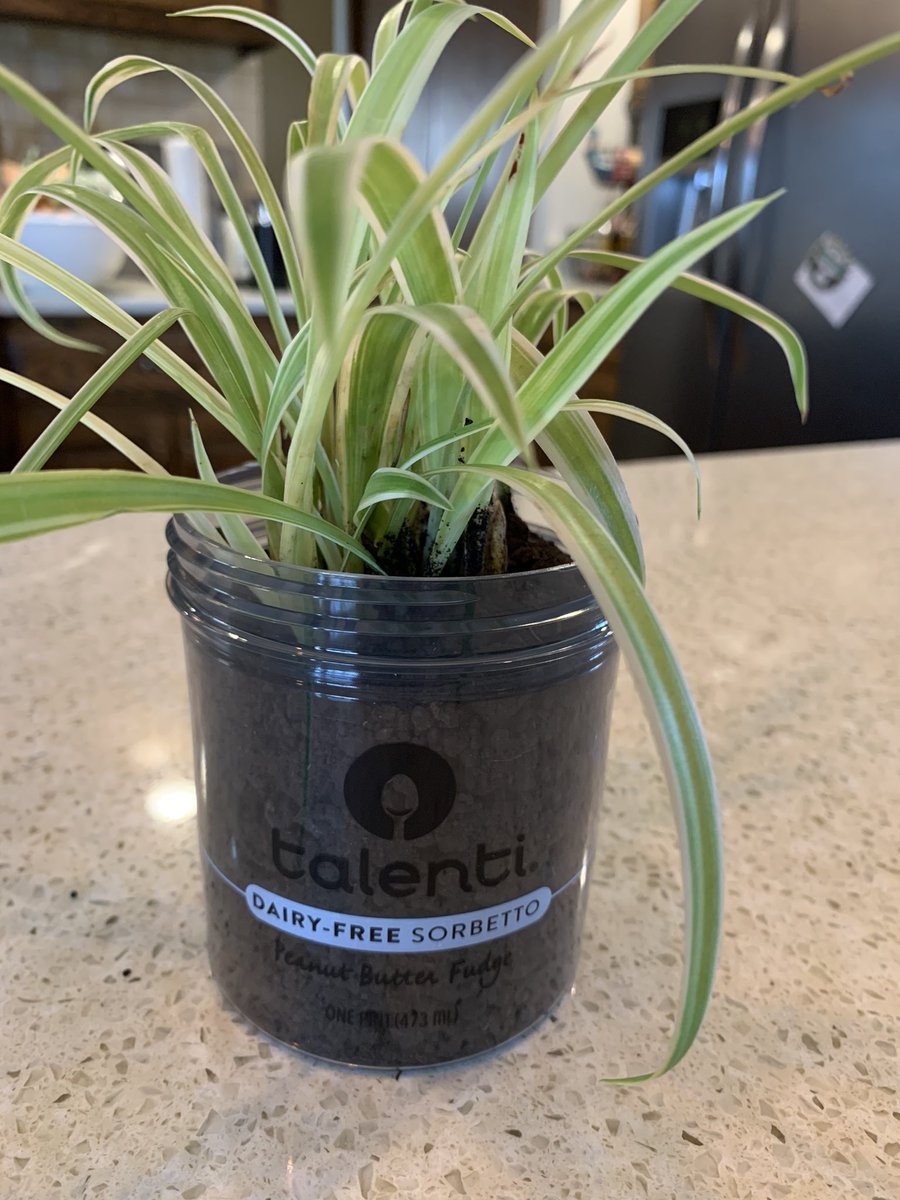 grayteamsoccer's tweet photo. Thanks @TalentiGelato for great dairy free sorbetto and great containers too! https://t.co/eB2GJBwBxf