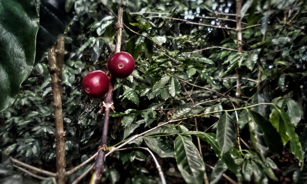 Buen día!
Hoy solo hay café de esta manera..
☕ Salud!!