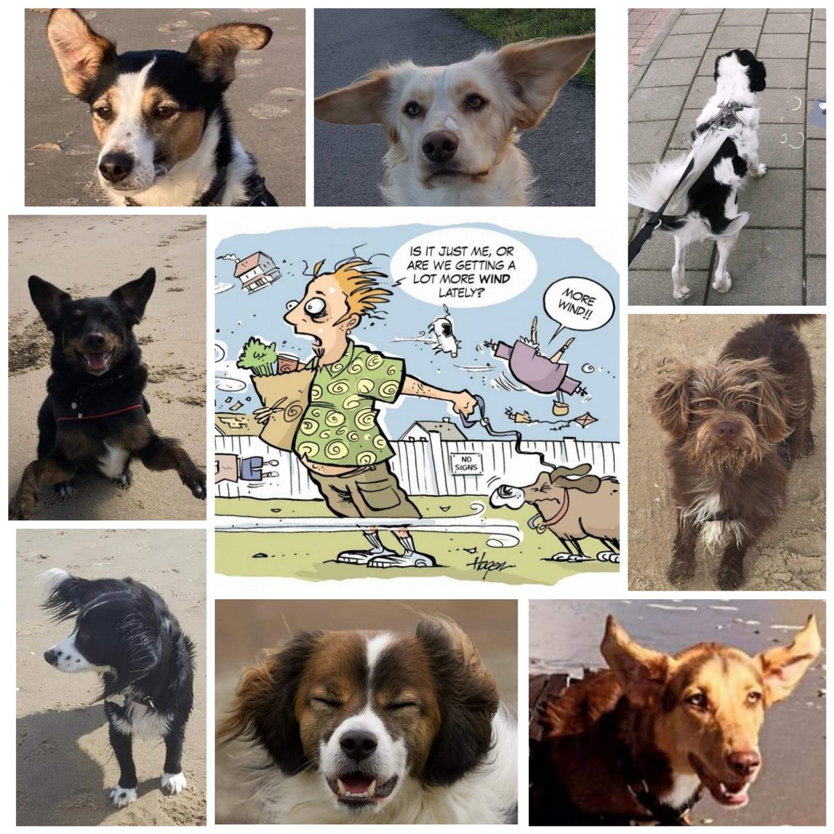 Er valt weinig positiefs te zeggen over de stormachtige wind van de afgelopen dagen maar leuke plaatjes levert de wind vaak wel op 😉
#storm