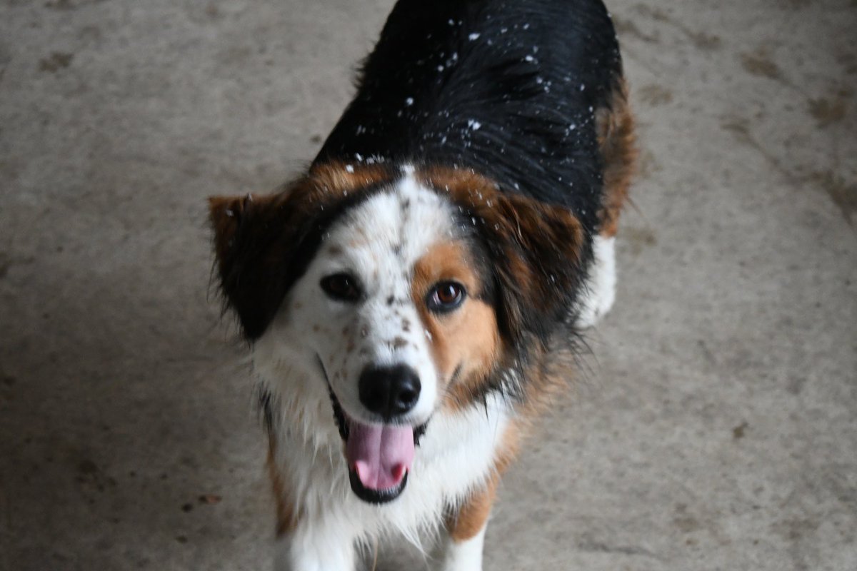 zanymomintx's tweet photo. Please pray for Izzy our deaf border collie-she’s in the hospital and we’re heartbroken #prayforIzzy https://t.co/ev4B3ommS0