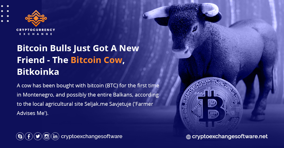 SofttikExchange's tweet photo. Bitcoin Bulls Just Got A New Friend - The Bitcoin Cow, 
Bitkoinka A cow has been bought with bitcoin (BTC) for the first time in Montenegro, and possibly the entire Balkans, according to the local agricultural site 
https://t.co/Fq12QbZ20G 
https://t.co/jeGvT614zs
#cryptowallet https://t.co/mxpv7ZMIda