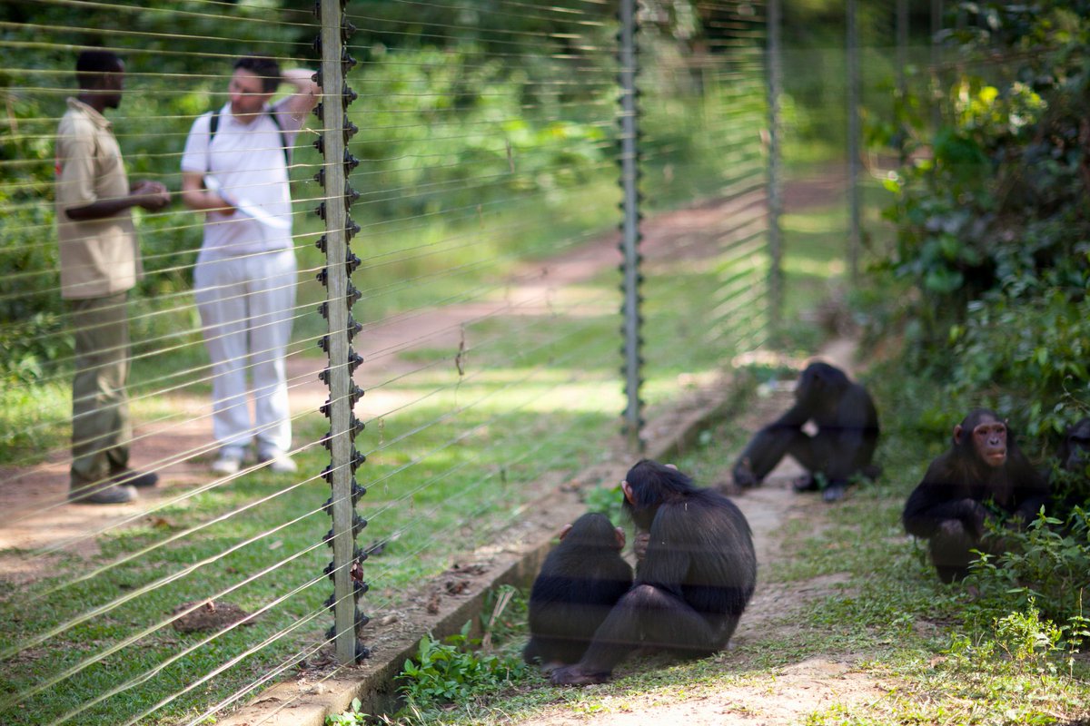 cgtnafrica's tweet photo. #Mefou National Park also known as Mefou Wildlife Sanctuary is a national park and zoo in the forested area of Mfou in #Cameroon. Within it, Mefou Primate Park is used as a shelter for primates that are native to Africa: the monkey, chimpanzee and gorilla.
Good night #Africa https://t.co/lk7mHLeGVl