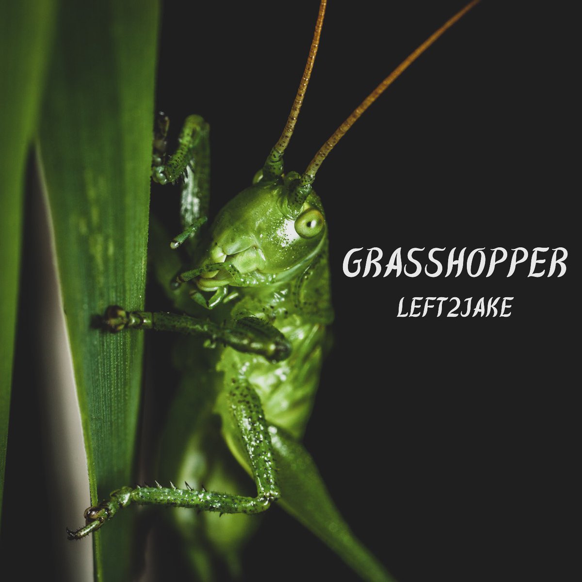 Left2Jake's tweet photo. FEELING LIKE A GRASSHOPPER SKINNY BUT LEGIT🦗
Out now, link in bio✌🏼
#Left2Jake #Grasshopper #Rap https://t.co/TEytJxWSUS