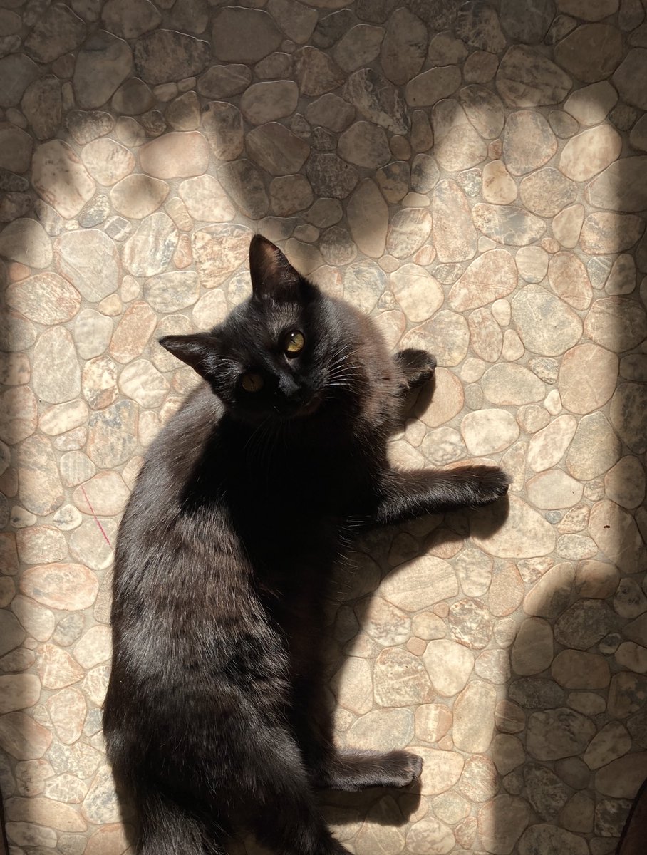 If you look more carefully, you’ll see they’re actually my angel wings cunningly disguised as sunlight... #Caturday #CatsOfTwitter