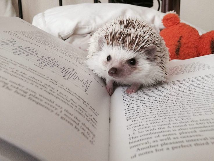 Ежик с книгой. Ежик на учебе. Умный ежик. Ежик рисунок. Еж ученый.