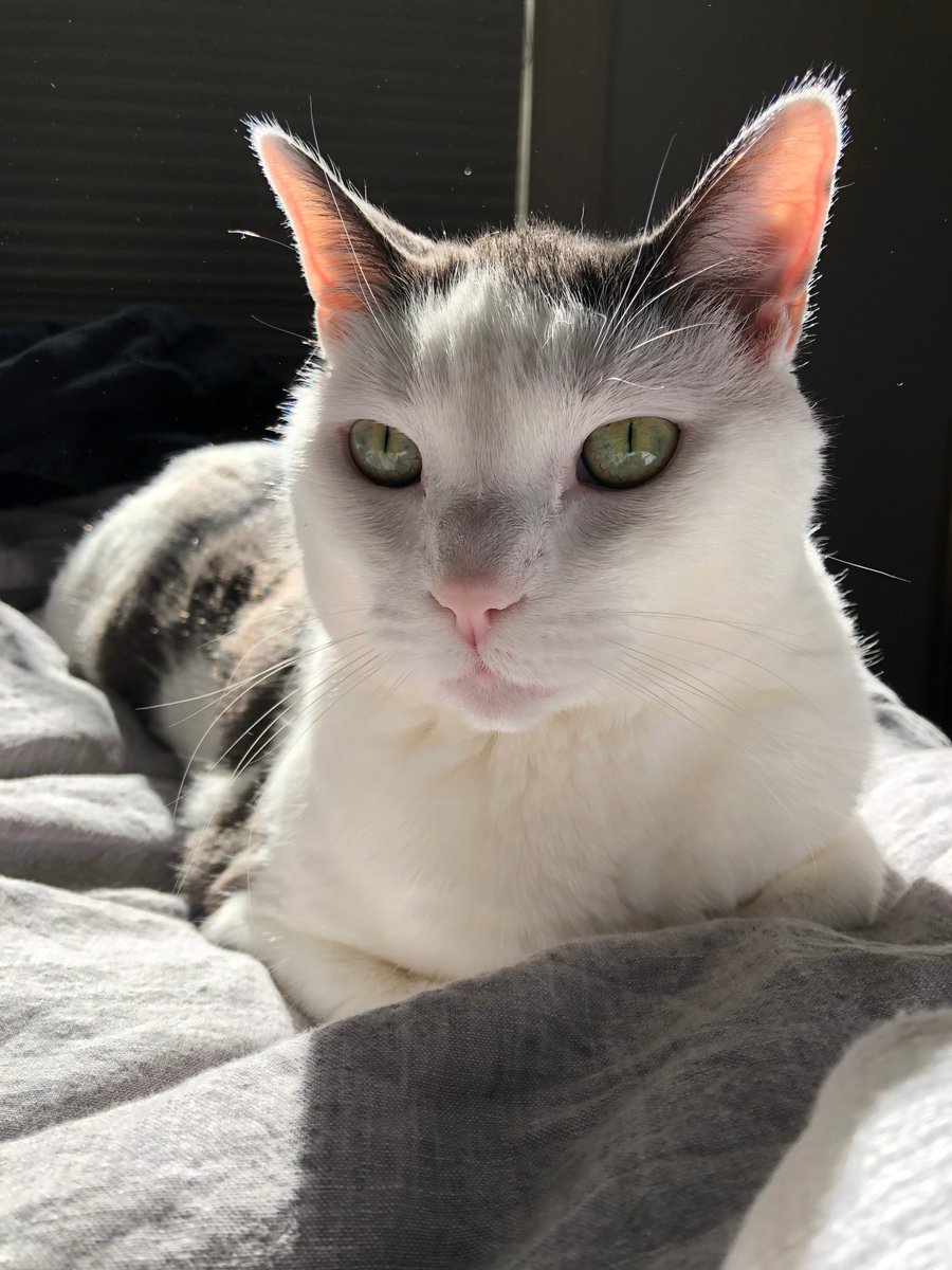 MaryLTrump's tweet photo. Happy #Caturday 

We're still waiting . . . https://t.co/h1ZZDeazKV