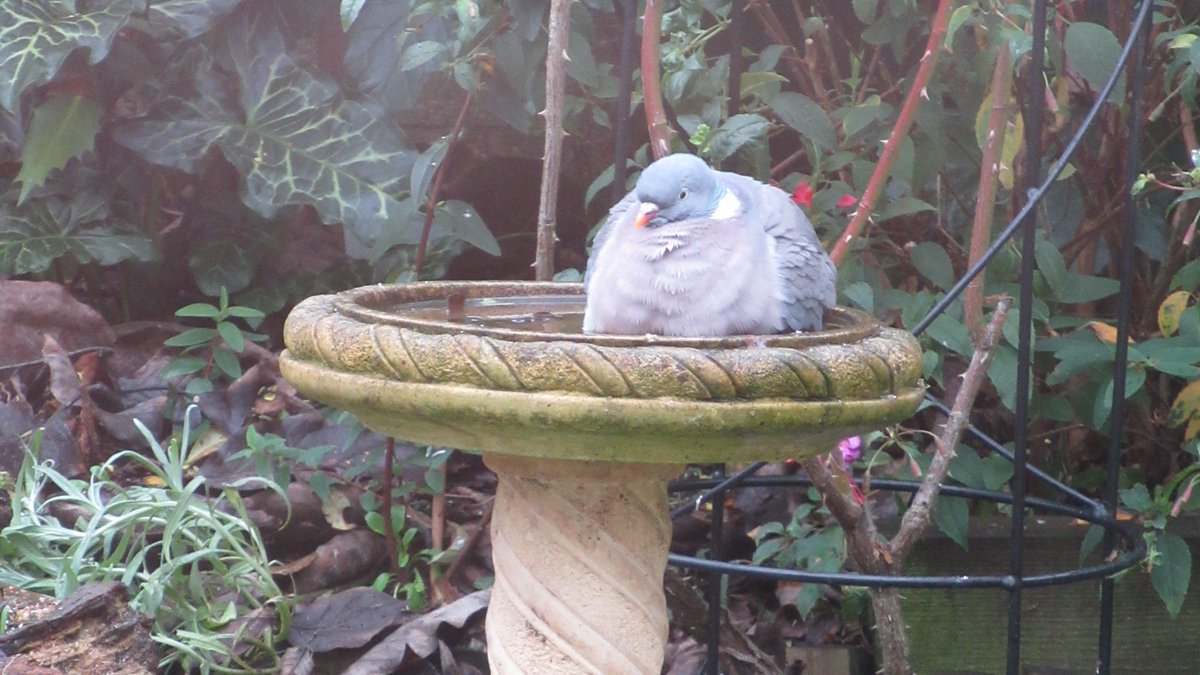 Peter Hancox (@hancoxgraham) on Twitter photo 