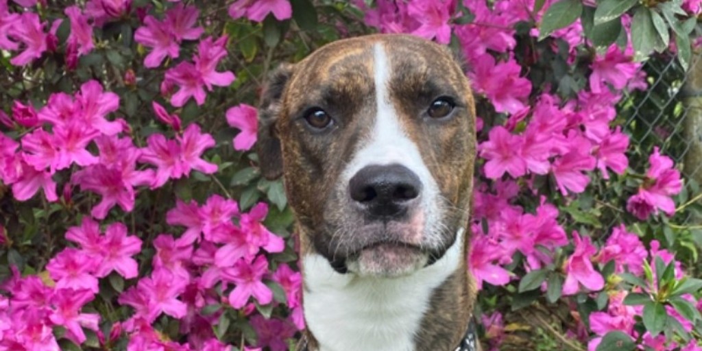 ResQWalking is serious business! Now get out there, smell some flowers and log some miles for your favorite rescue like I did for Plenty of Pit Bulls!  #pitbullsoftwitter #dogsoftwitter #savethemall  #dogwalking