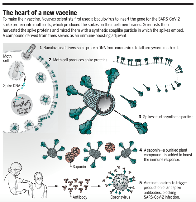 Heard of Novavax? Their #COVID19 vaccine is made of tiny particles studded with the coronavirus spike protein plus honeycomblike molecules, derived from plants, that stimulate the immune system. 💉 Learn more: fcld.ly/i1p20ou #WeekendReads