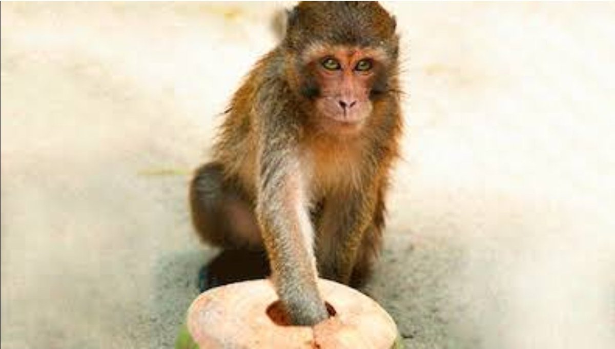 обезьяна с кокосом. обезьяны в дикой природе. обезьяна из орехов. человекообразные обезьяны гориллы. мартышка и орех.