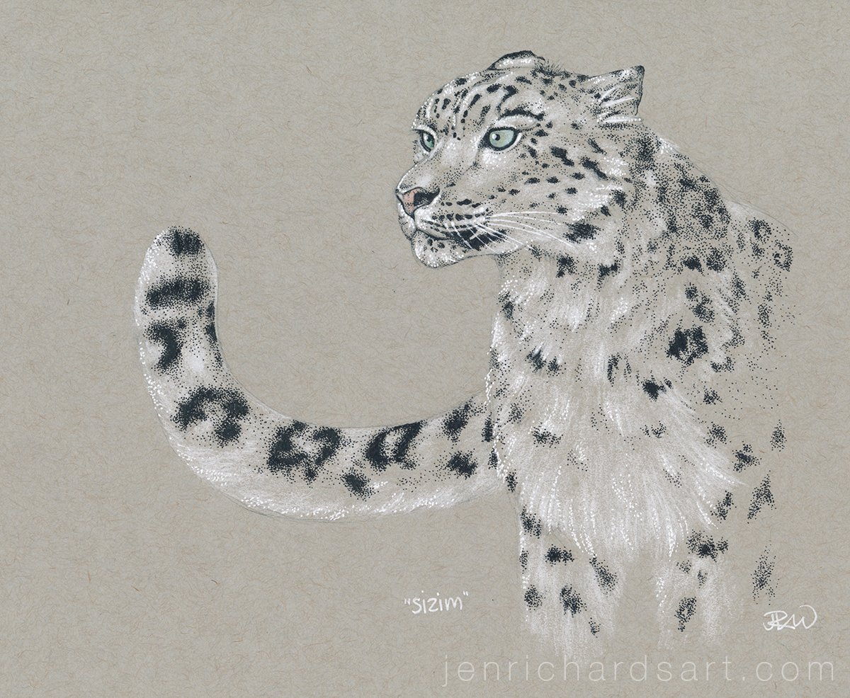 My girlfriend loves snow leopards, so I drew her favourite one for our anniversary this week. Sizim lives at Maruyama Zoo in Japan. They're my favourite big cat too!