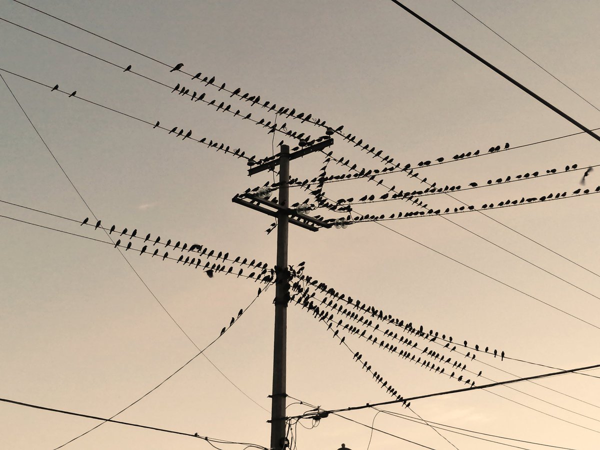 Elcesarsan's tweet photo. #Fotografia #birdphotography #Huawei 
Fotografía tomada con el móvil Huawei p30 lite.☠️ https://t.co/nfqfFDtve3