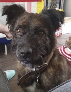 millypod1's tweet photo. 🆘11 MAR 2021. PLEASE DO NOT CHASE 
BOXER #Lost #ScanMe Brindle Cross Breed Male
Went missing from #Coltness #ML2 he was picked up by a girl that took him to Hamilton police station, where they lost him #ML3 #Scotland 
☎️07547129423
https://t.co/EAvS1iu4yb
https://t.co/I2TbPPhn46 https://t.co/B027EauHZ6
