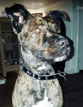 millypod1's tweet photo. 🆘11 MAR 2021. PLEASE DO NOT CHASE 
BOXER #Lost #ScanMe Brindle Cross Breed Male
Went missing from #Coltness #ML2 he was picked up by a girl that took him to Hamilton police station, where they lost him #ML3 #Scotland 
☎️07547129423
https://t.co/EAvS1iu4yb
https://t.co/I2TbPPhn46 https://t.co/B027EauHZ6