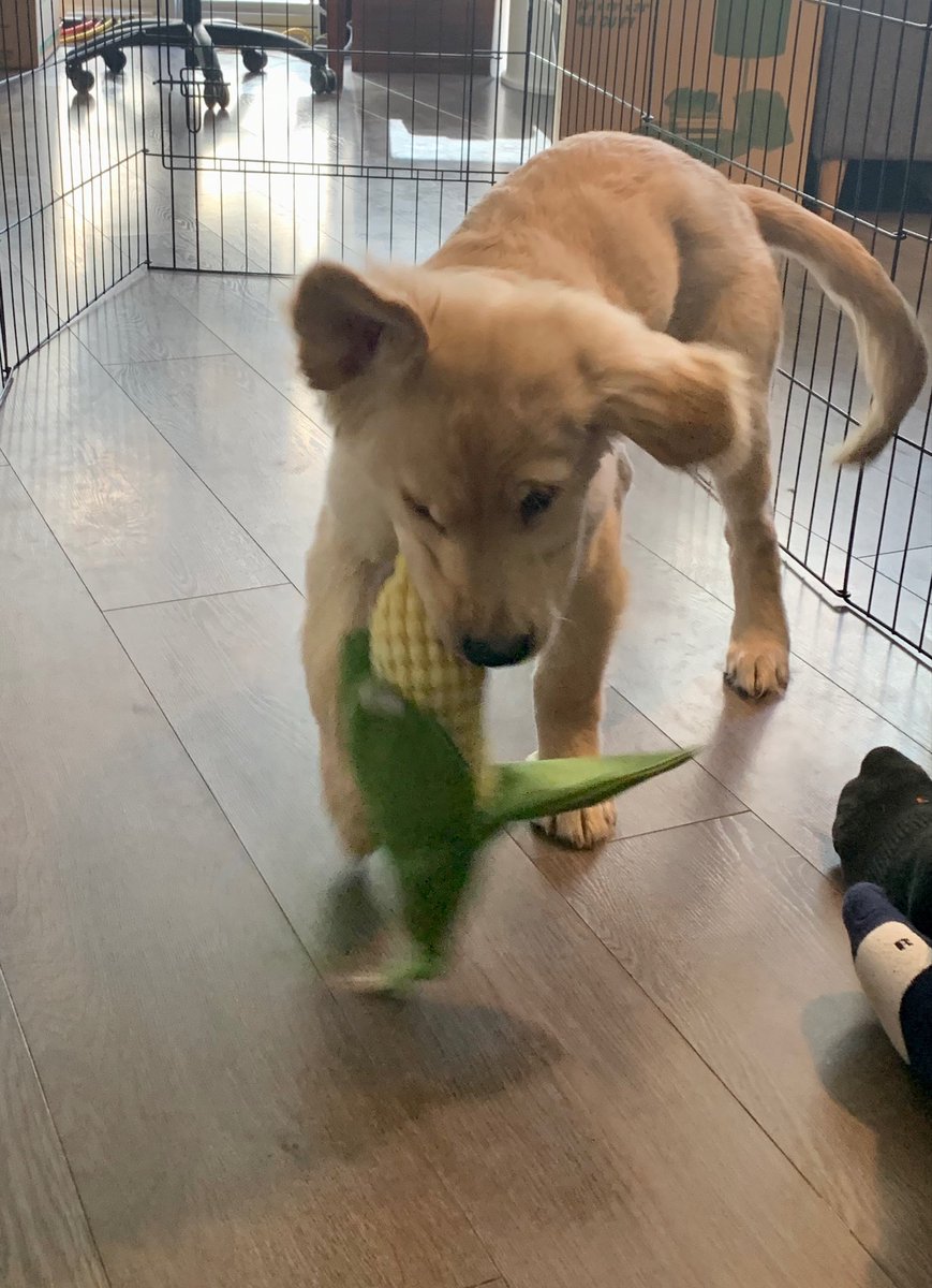 Everybody knows Illinois’ corn is better than Iowa’s <a href="/elizabethaudrey/">Liz Ribs</a>  <a href="/IlliniMBB/">Illinois Men's Basketball</a>