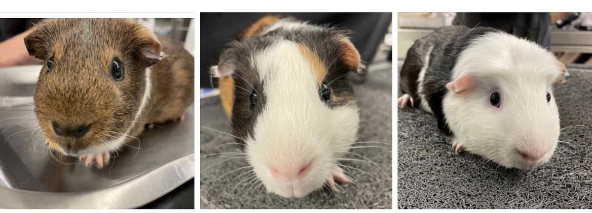 Calling all Guinea Pig lovers!  We have three cute and friendly G.Pigs looking for a new home.  Call us Wednesday through Saturday to make an appt. to meet them 909-466-7387 🐾  #guineapig #cavies #adoptdontshop #rescue #rcanimalcenter #creatingpawsitiveimpact