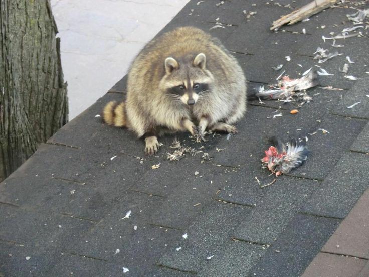 Какашки енота. Енот валяется. Енот с хлебом. Какашки енота. Енот с какашкой.