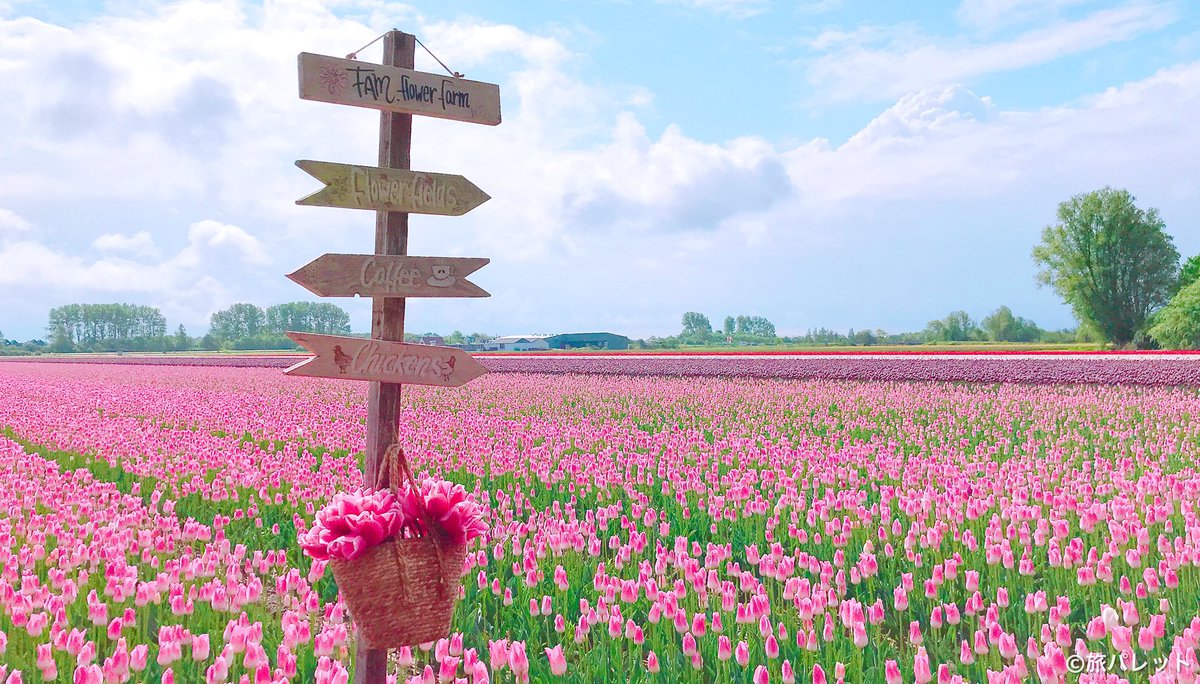 ゆかり 旅パレット 春が近づいてくると思い出すのは オランダで見たチューリップ畑 広大な敷地に 見渡すかぎり一面の花畑が広がっている様は まさに チューリップの大絨毯 写真だとこの壮大さが全然伝わらなくて悔しいので どうか死ぬまでに一度は