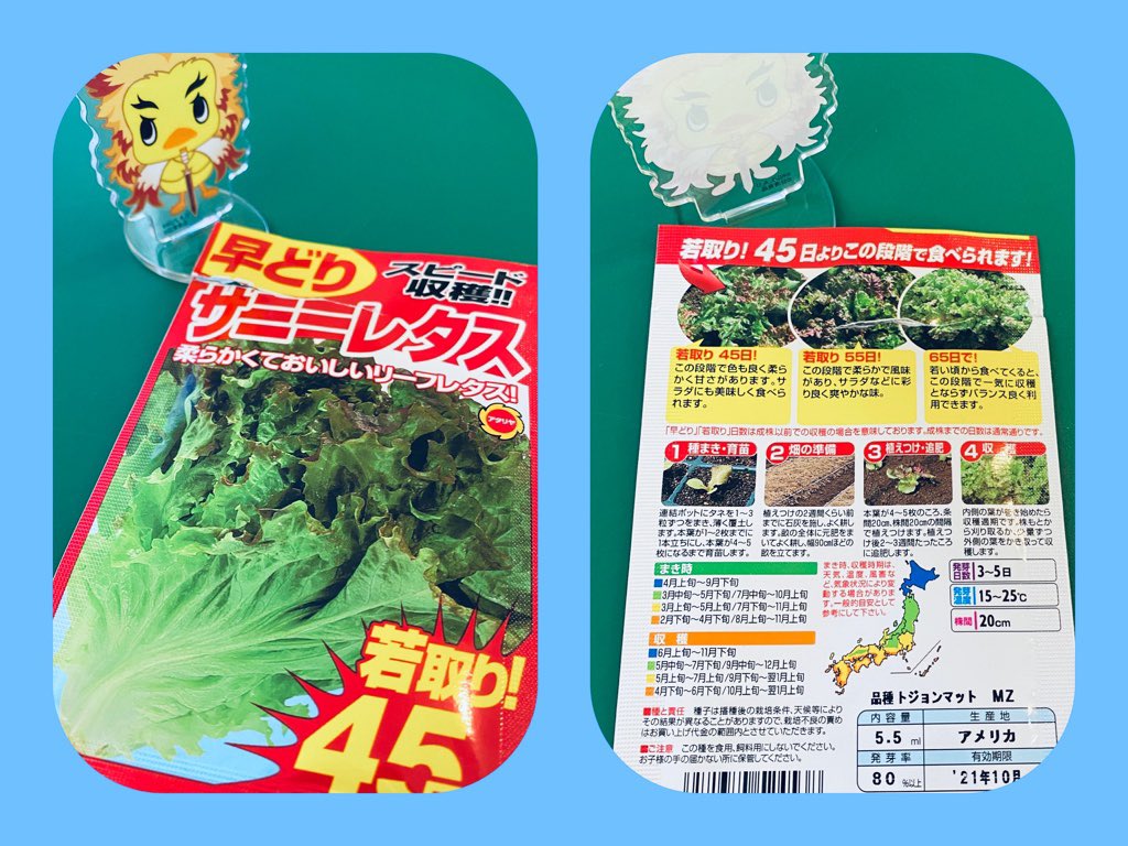 Ni Lab 庭にサニーレタスの種を蒔く 育苗はしない 種を蒔くだけ 発芽まで3 5日 内側の葉が巻き始めたら収穫時期 若取り45日 T Co Nfanbnbnot Twitter Ni Lab 庭にサニーレタスの種を蒔く 育苗はしない 種を蒔くだけ 発芽まで3 5日 内側の葉が巻き始めたら収穫時期 若取り45日 T Co Nfanbnbnot Twitter