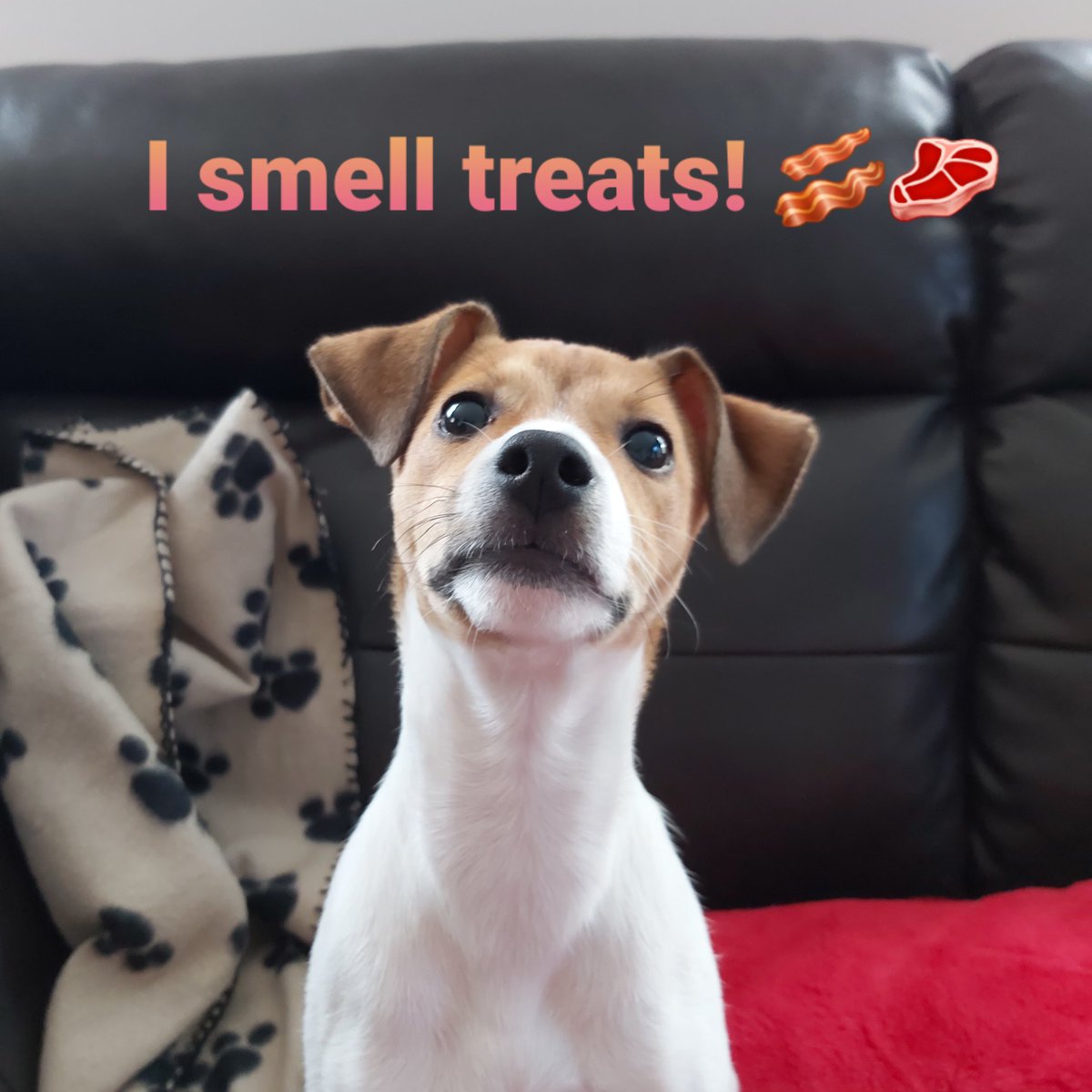 I know its already locked up but who needs an accuse to share this cute face. Niagara Falls, Canada locking it up! #9PMRoutine