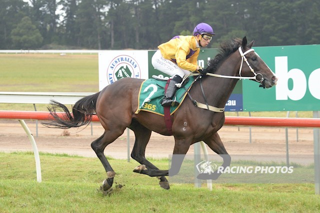 A great day for <a href="/SunStudHQ/">SUN STUD</a> sires at Colac yesterday with UNCONQUERED SUN (Fighting Sun) getting another winner on the board Ridden by Randy Tan and trained by Bruce &amp; Jean Purcell, the gelding was bred by B&amp;J McKnight. Congratulations!