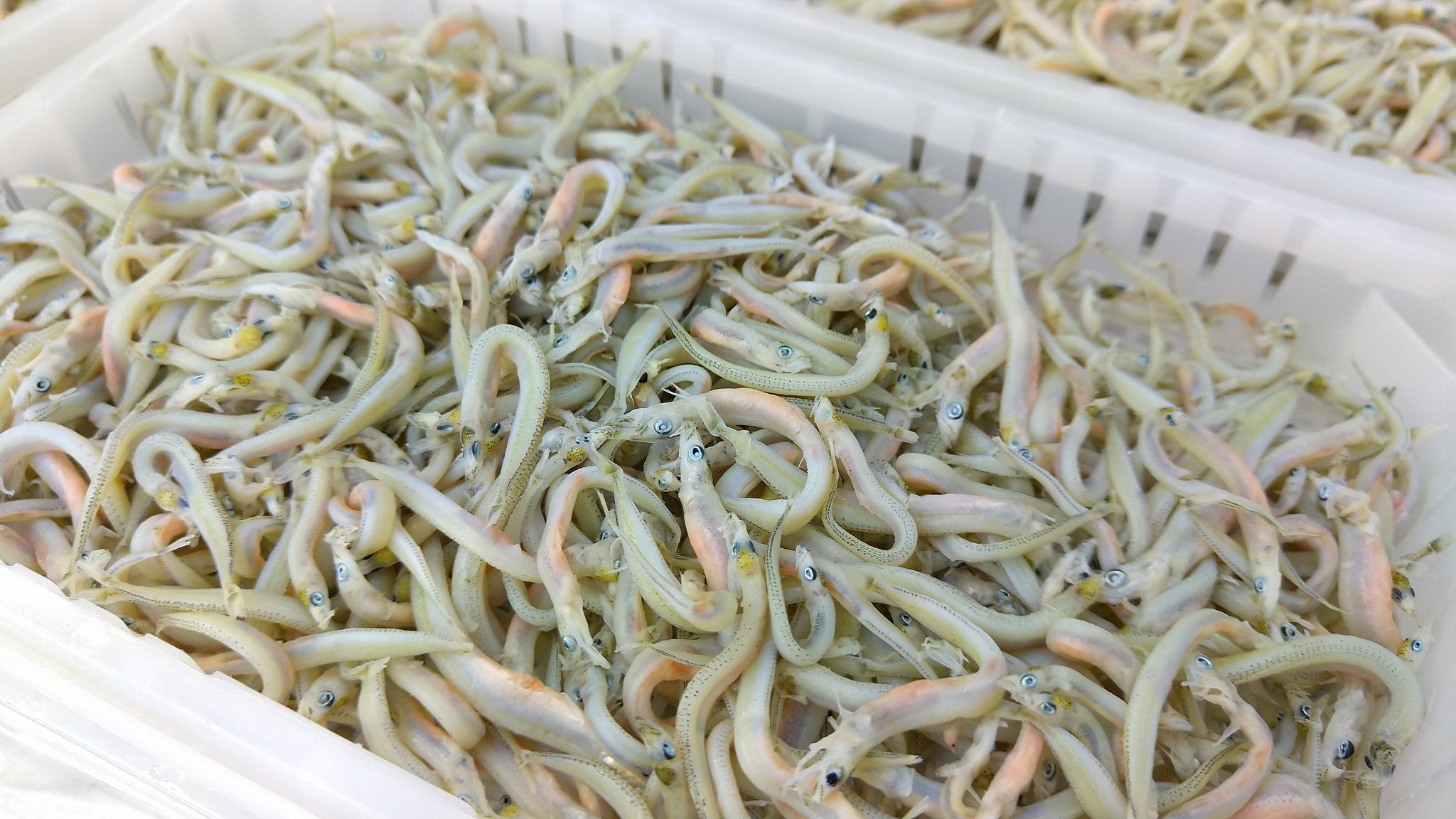 明石魚の棚 座古海産 いかなごの釜揚げと 分葱の 酢味噌あえ くぎ煮は つくだ煮なので通年販売していますが 釜揚げはいかなご漁の期間中しかない まさに旬の味 ポン酢や酢味噌あえで いかなご本来の味をダイレクトに味わってみてください