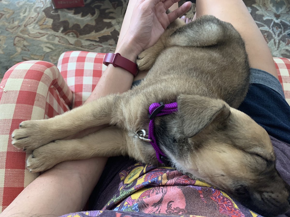 le3ah's tweet photo. I’m a dog mom now. Her name is Orla. #goodgirlsummer https://t.co/xlYA9SQWBJ