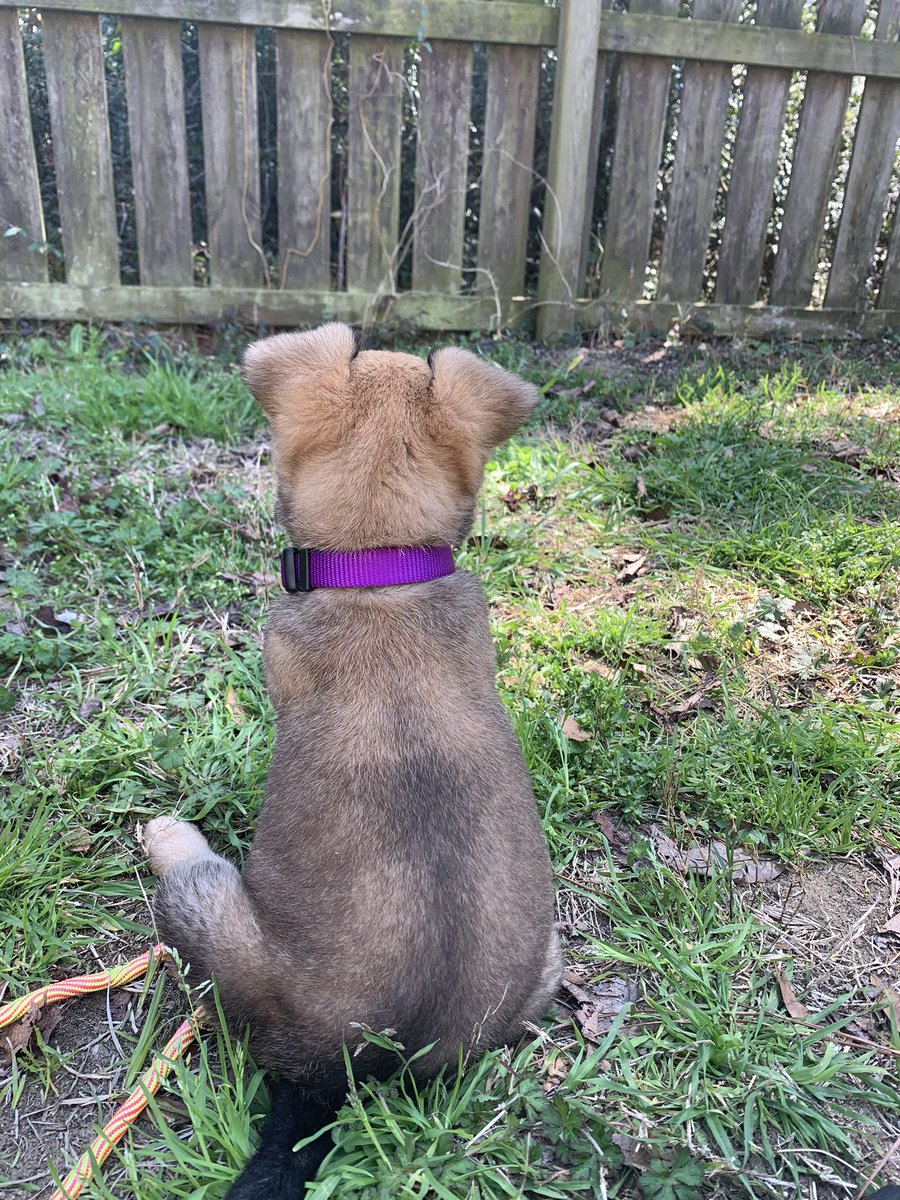 le3ah's tweet photo. I’m a dog mom now. Her name is Orla. #goodgirlsummer https://t.co/xlYA9SQWBJ