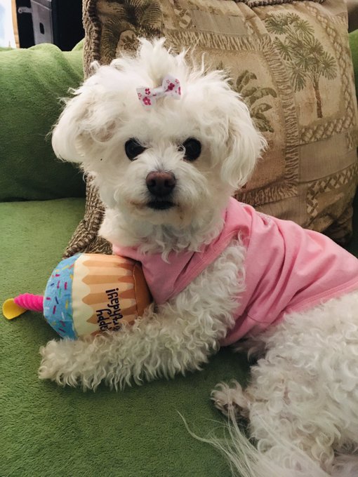 My Dog Daughter Birthday send her money Simp  !!!!!! Send tribute debt contract allowance sugarbaby Ebonydomme<a href="/tag/kik"class="tags"><span>#kik</span></a>