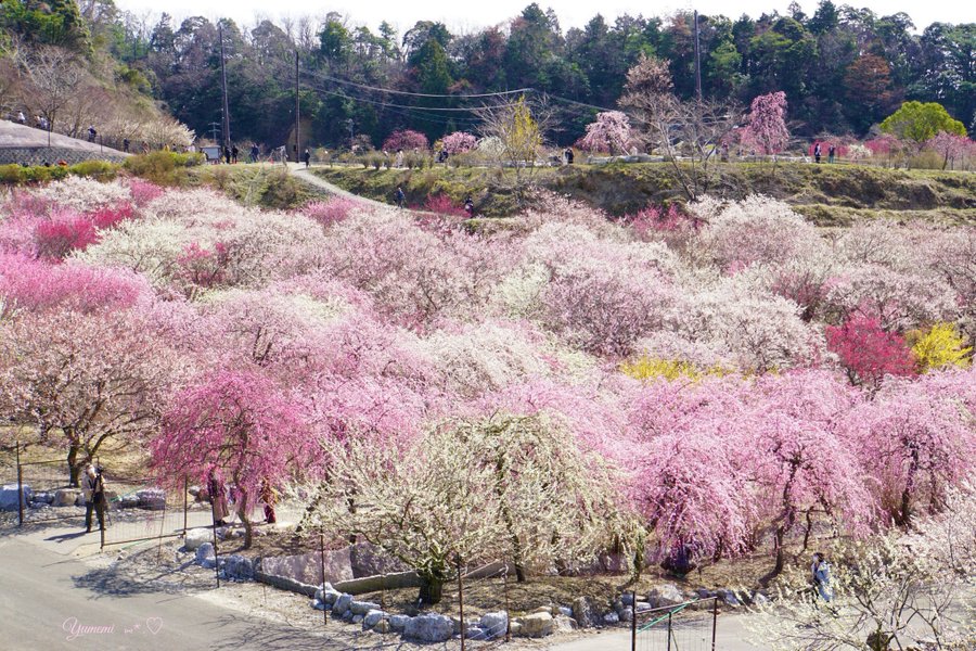 いなべ市農業公園 梅林公園 の梅まつり22 見頃や混雑状況は アクセスについても Mitsuゆる日記