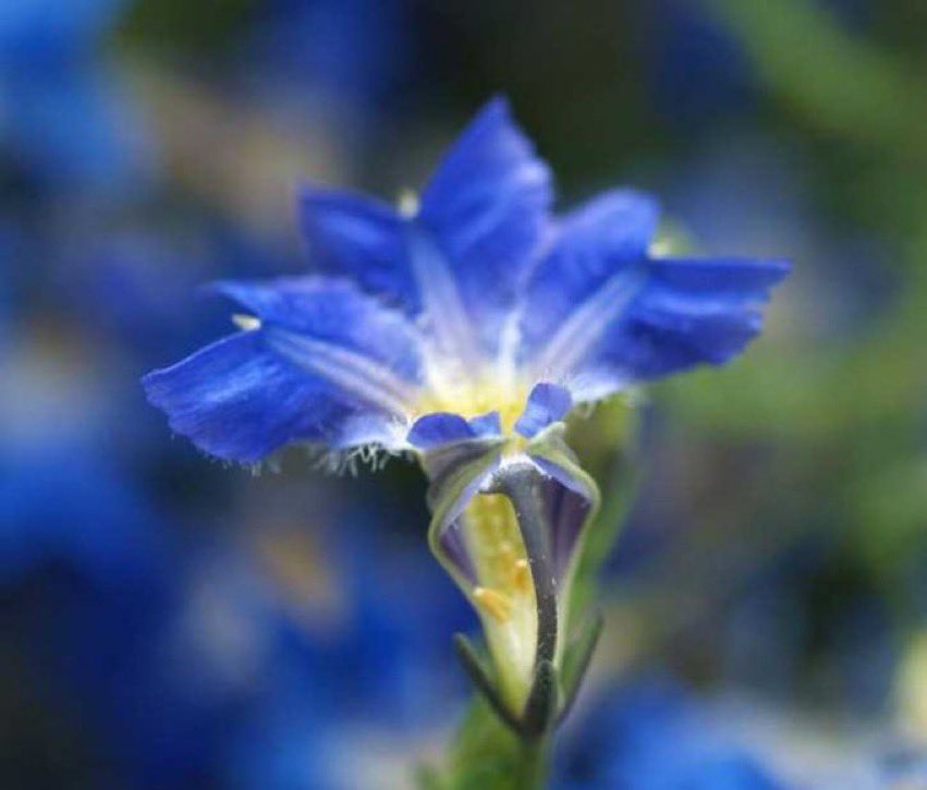 日 花 誕生 14 月 3