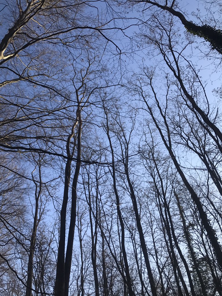 suessnase's tweet photo. @sza_jhcyto There is something about trees and blue skys that is just very beautiful . https://t.co/MQX8EJ2q6Y