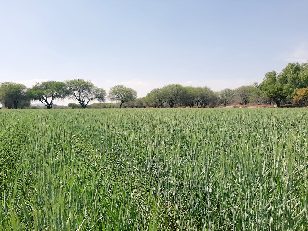 Fco_Hgo_Lopez's tweet photo. Área de extensión @MasAgroGto productor cooperante Raymundo Melendez en La Sandía, @municipio_leon

🌾Trigo Var. Cortazar, Fertilidad Integral basado en análisis de suelo, Manejo Agroecológico de Plagas. Excelente presencia de organismos benéficos. Manejo integrado de Malezas 🌾 https://t.co/Z6t4DGPgoD