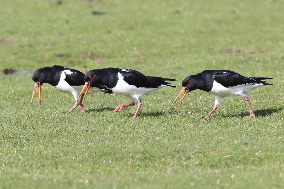 morrisdancer73's tweet photo. Oystercatchers in full voice yesterday at Kedleston Park, Derbyshire.
@KedlestonNT @nationaltrust @Derbyshirebirds @Natures_Voice https://t.co/KTPigWaCXy