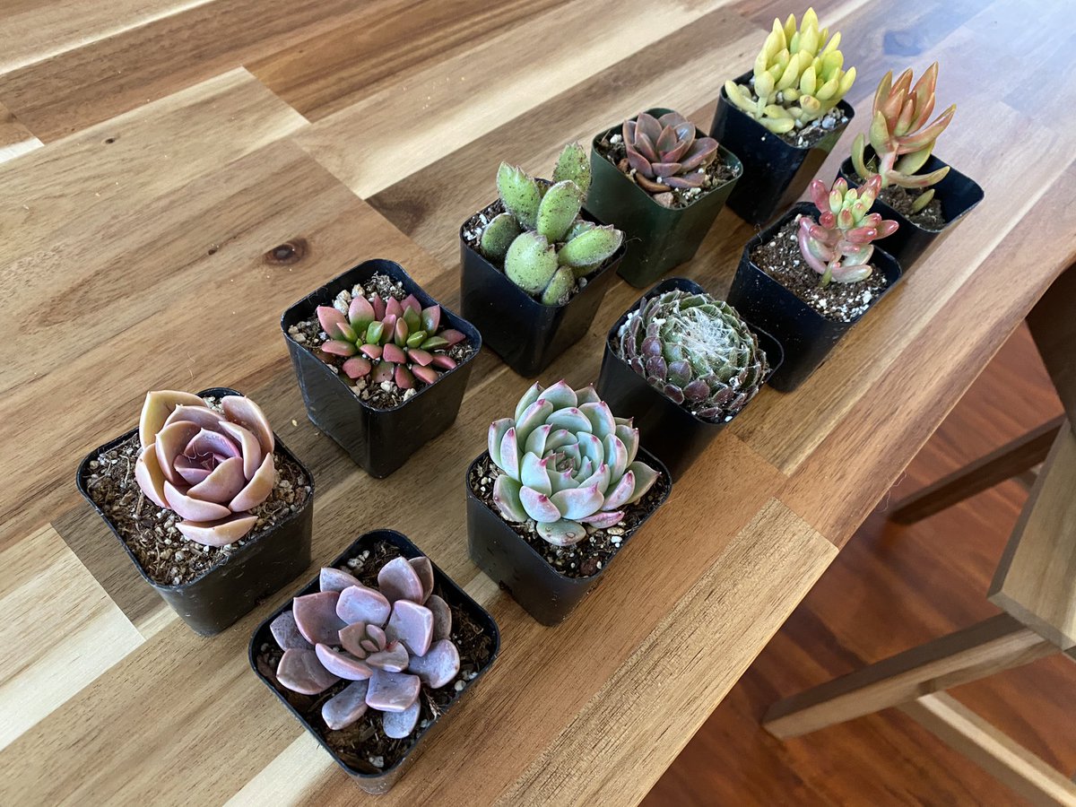 Obsessed with the gorgeous baby succulents I bought. 

#succulents #succulent #succulentlove #succuholic #succulentgarden #succulentlover #succulentcollection #succulentaddict #succulentobsession #greenthumb #plants #cactus #succulentbabies #queenofsucculents #gorgeous