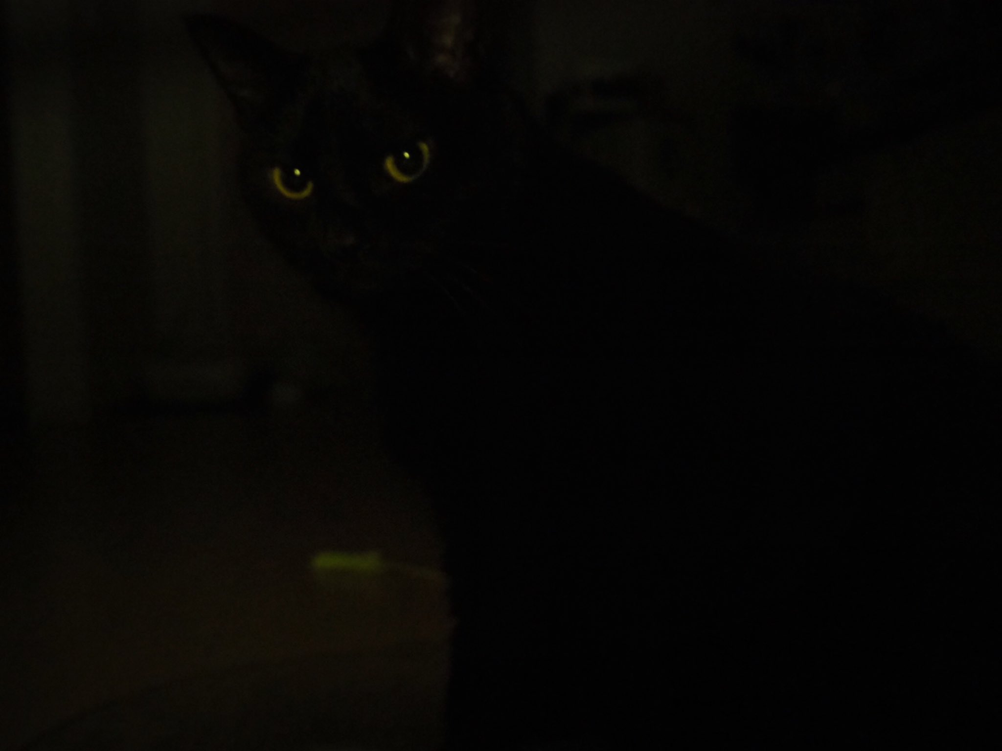 黒猫うにと三毛猫いくら on X: 