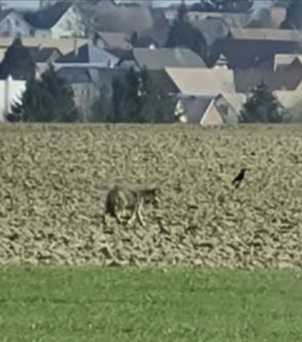 Génial 🐺 Un jeune loup se balade dans les prairies du Kochersbgerg en #Alsace près de Berstett. Il a été aperçu pour la première fois le 4.03. Il ne faut pas l'approcher : il ne fait que passer. Et il n'y a pas de réel danger. Quelle bonne nouvelle pour les amoureux de la nature