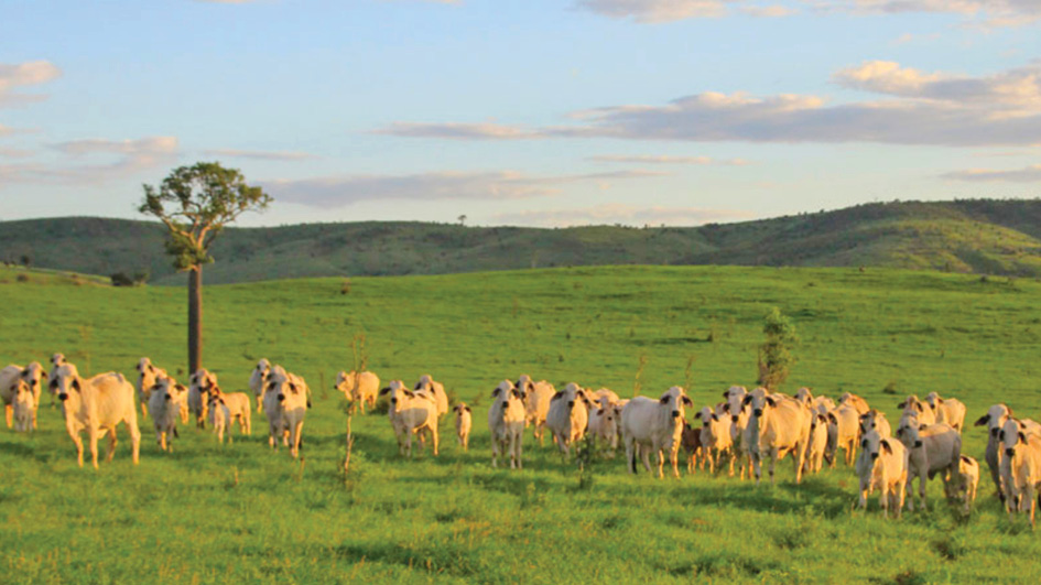 BeefAustralia's tweet photo. A fantastic @Westpac Property Tours program kicks off with a half day tour to 'Eulogie' at Dululu on Sunday May 2 during Beef21!
Guests will gain an insight into the workings of a world class Brahman Stud business.
Tickets: https://t.co/1lYRzpf8US
#BeefAustralia #BeefIsOn https://t.co/AtmUnUma87