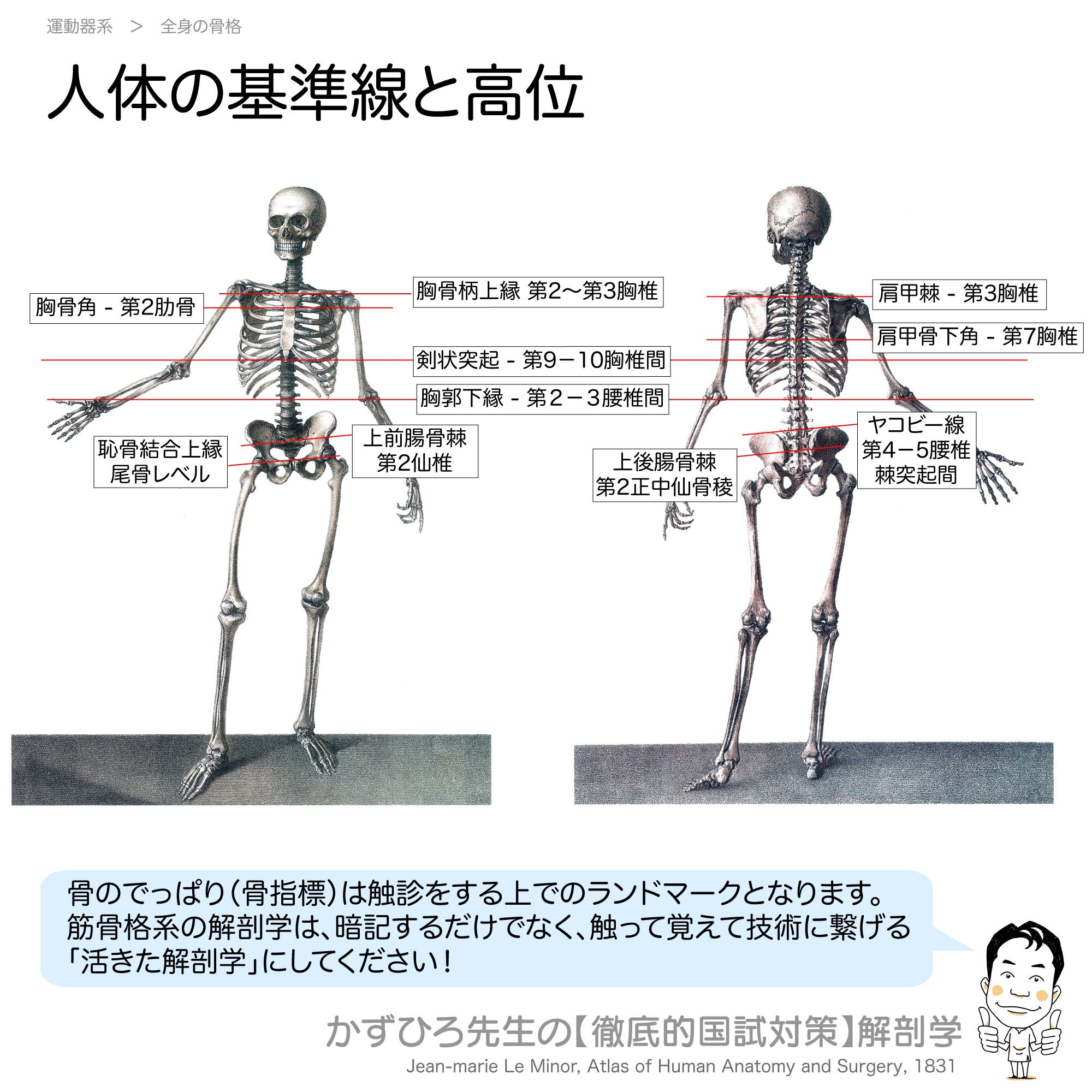 肩甲骨下角 Twitter Search Twitter