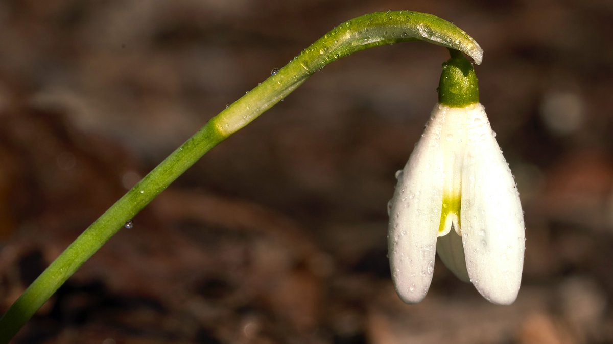 25 years ago today, Thomas Hamilton walked into my children's school in Dunblane &amp; shot 16 children. My colleague Mick North lost his daughter Sophie &amp; started the Snowdrop Campaign to change the law on handguns. Death from gunshot in the UK has now fallen by 75%.⁠