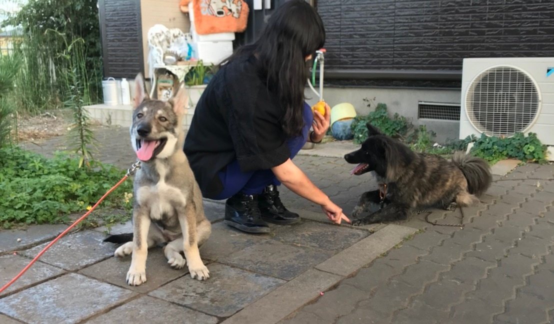 ろーが ːːːːː みにちゅあうるふ 今じゃこの繋留用ワイヤー簡単に切る破壊力だからな 笑 3ヶ月でお姉ちゃんと同じくらいで 4ヶ月には越えた笑 動物 犬 ミックス犬 シェパード ハスキー マラミュート 甲斐犬 柴犬 犬好きさんとつながりたい
