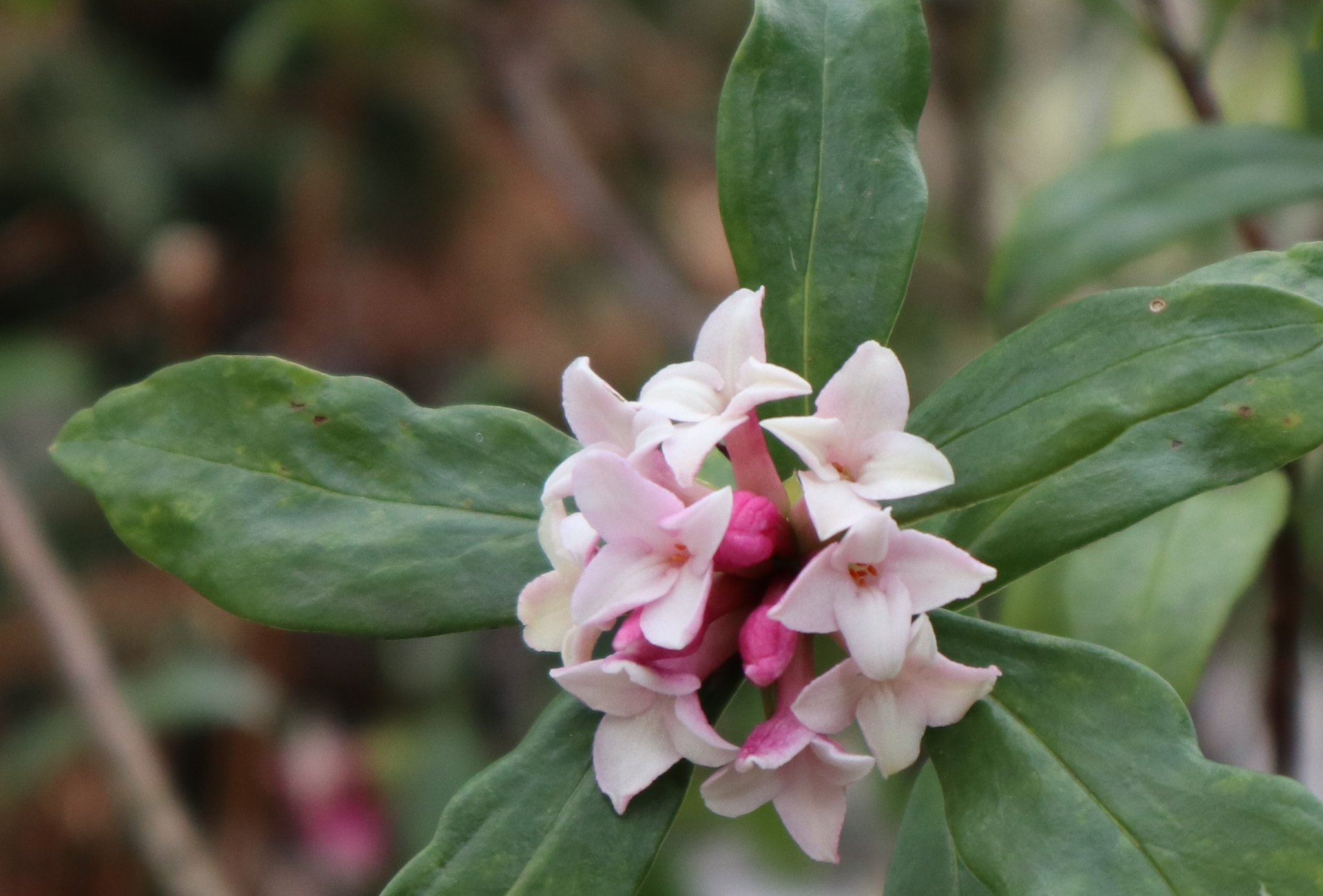 正和 沈丁花 という名前は 花の香りが 沈香に似ているから 花言葉は 栄光 勝利 香りだけで勝てますね 沈丁花 ぼんやりと 地味な花さえ 紐とくころは ひと雨ごとに 匂いたち T Co G50gwnjaeq Twitter