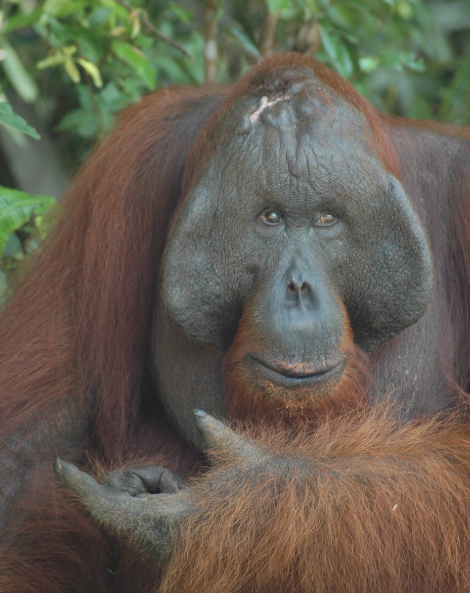 #Kalimantan Is Still Worth The Trip. 
indonesiantravelbook.com/indonesia-trav…
Hurry. The #Orangutans Are Going Fast. 
#Travel #Indonesia