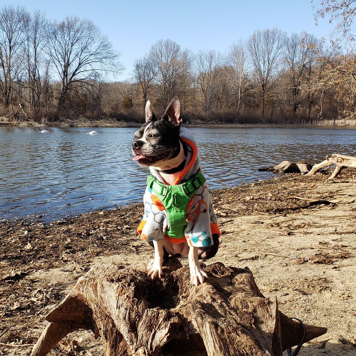 BossyBostons's tweet photo. 🌞 sunny smiles 😃 
#outdoordog #puremichigan #bostonterrier https://t.co/YtlRzrA3Me