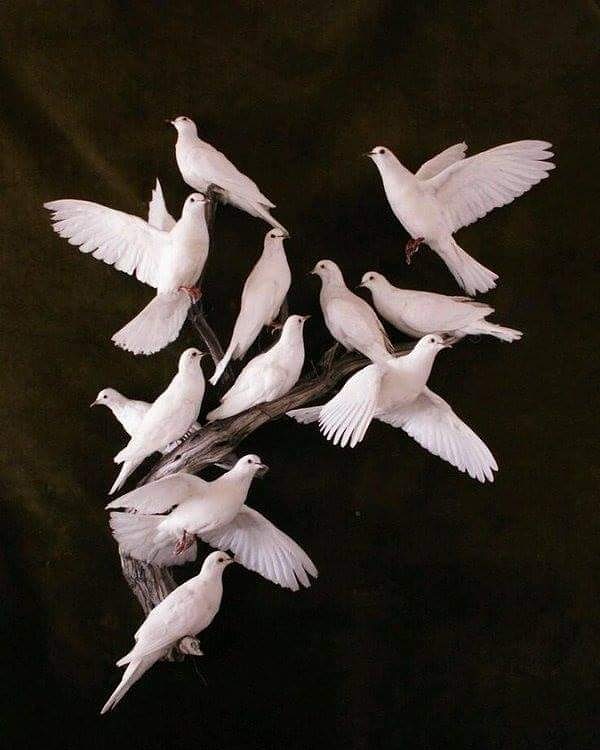 Аватар голубя. Красивые голуби. Белый и черный голубь. Белые голуби птицы. Красивые голуби.