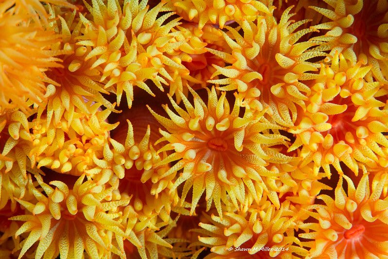 The beautiful sea sunflowers of the Ryukyu islands 
 Orange-cup coral (Tubastraea coccinea )
Found: Maeda point, Okinawa
Learn about the power of the sunflower  @ okinawanaturephotography.com/the-power-of-t…

#scuba #coralconservation #ocean #sango #nauticam #lightandmotiondive #canon