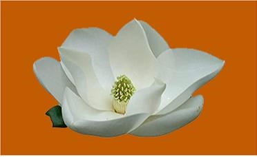 JimRepublican's tweet image. magnoliadawn.com